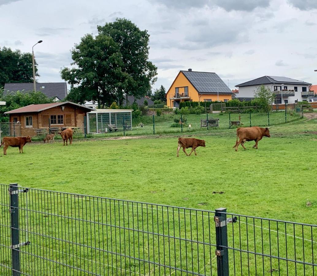 Ferienwohnung Zur Dexter-Zucht Coswig Coswig  Exteriör bild